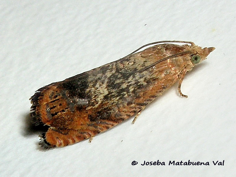 Cydia amplana - Tortricidae